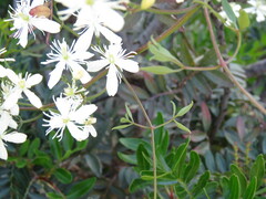 Clematis flammula
