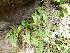 Pellaea calidirupium