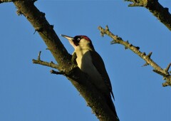 Picus viridis