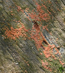 Hydropisphaera peziza