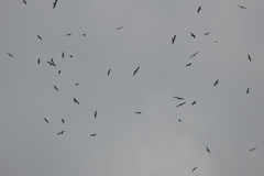 Chroicocephalus ridibundus