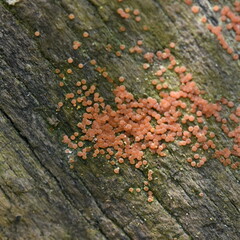 Hydropisphaera peziza