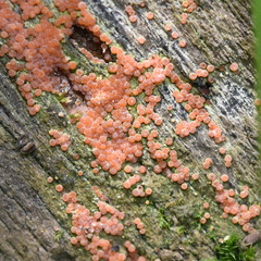 Hydropisphaera peziza