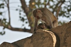 Macaca mulatta
