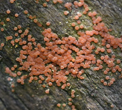 Hydropisphaera peziza