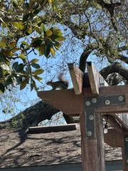 Sciurus carolinensis