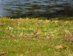 Erithacus rubecula rubecula