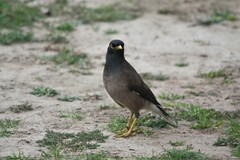 Acridotheres tristis