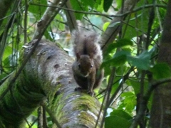 Sciurus aestuans ingrami