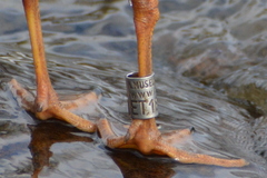 Chroicocephalus ridibundus