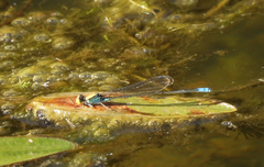 Pseudagrion aureofrons