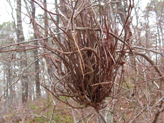 Calyptospora columnaris