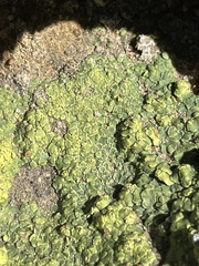 Acarospora