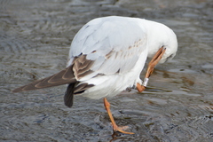 Chroicocephalus ridibundus