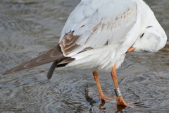 Chroicocephalus ridibundus