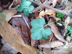 Sanicula canadensis