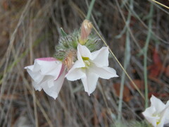 Convolvulus lanuginosus