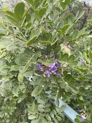 Dermatophyllum secundiflorum