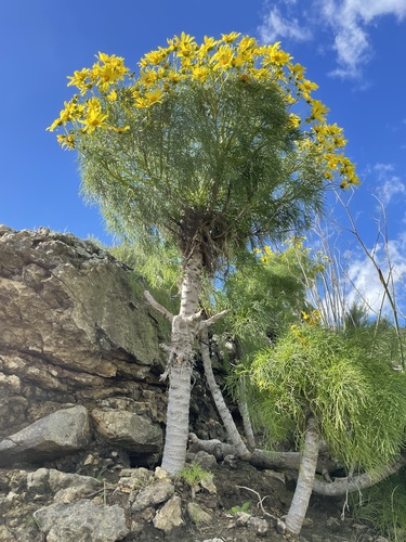 Coreopsis gigante