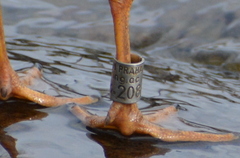 Chroicocephalus ridibundus