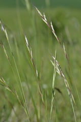 Helictotrichon desertorum