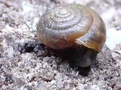 Gastrodontidae
