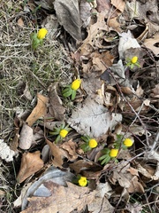 Eranthis