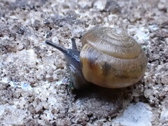 Gastrodontidae