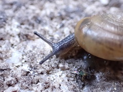 Gastrodontidae