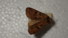 Diarsia mendica