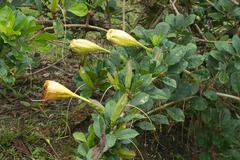 Solandra maxima