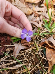 Vinca minor