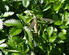 Tipula paludosa