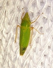 Draeculacephala inscripta
