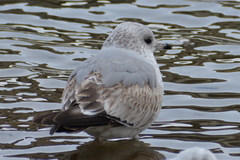 Larus canus