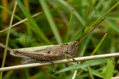 Chorthippus dorsatus