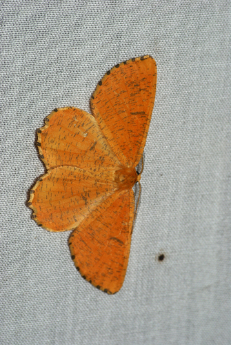 Slyvinis Sprindžius nuotrauka