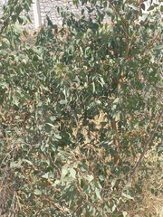Eucalyptus camaldulensis