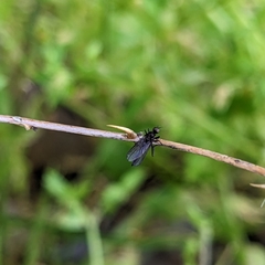 Brachycera