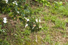 Jasminum multiflorum