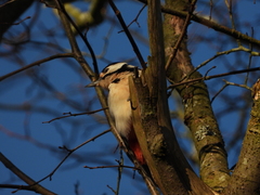 Dendrocopos major