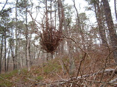 Calyptospora columnaris