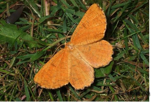 Slyvinis Sprindžius nuotrauka