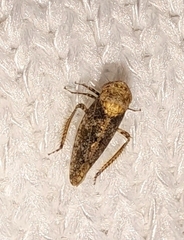 Paraphlepsius collitus