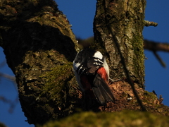 Dendrocopos major