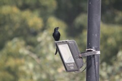 Dicrurus macrocercus