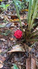 Disteganthus basilateralis