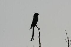 Dicrurus macrocercus