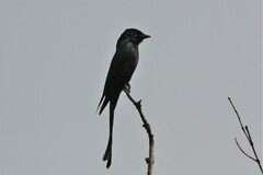 Dicrurus macrocercus