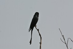 Dicrurus macrocercus